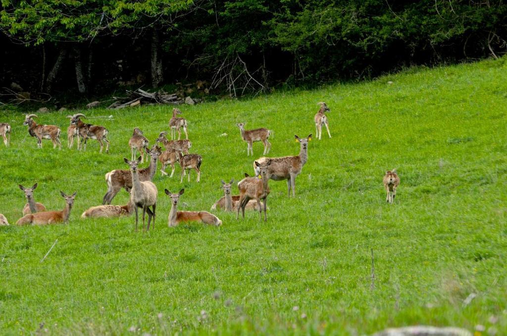 Agriturismo Il Passeggere Bruscoli Екстериор снимка